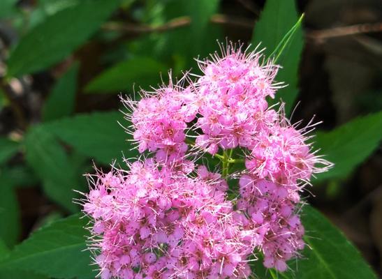 粉拉丝花语有何含义？代表什么？