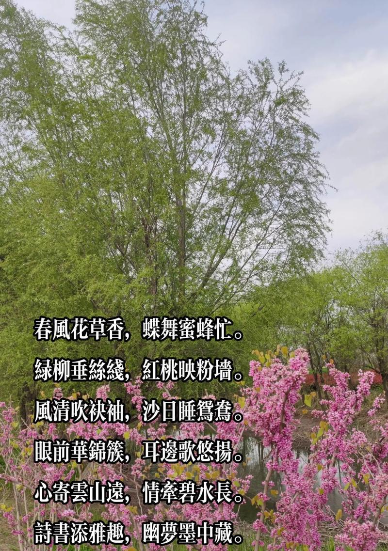 粉拉丝花语有何含义？代表什么？