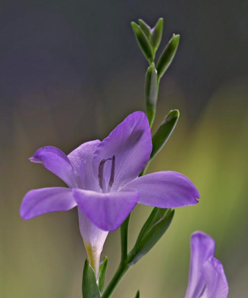 永远是你的花语代表了什么？这种花语传达了怎样的情感？