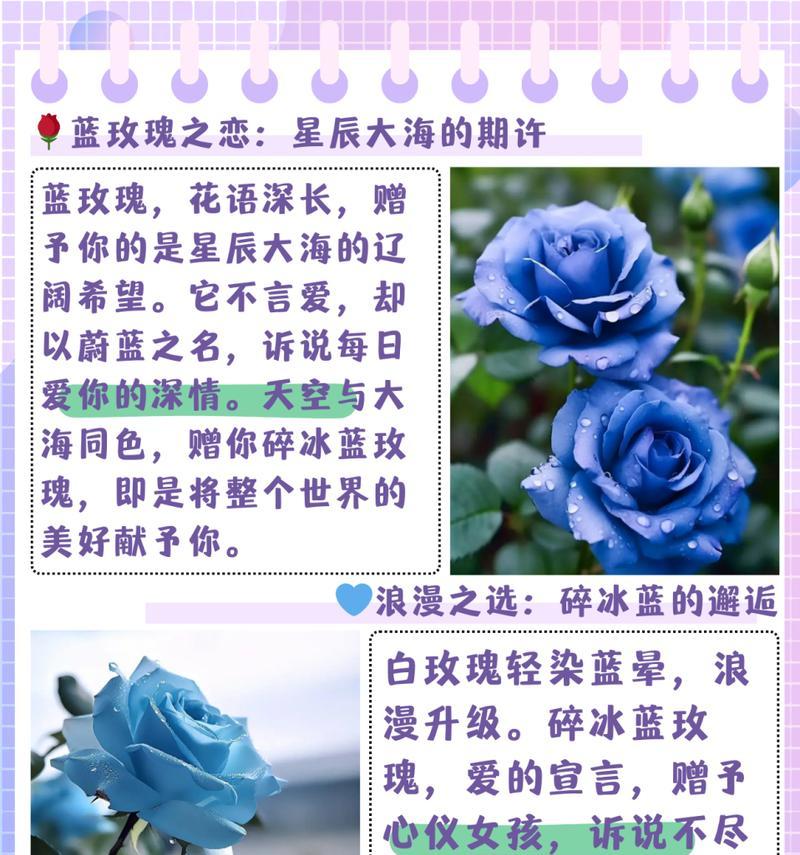小玫瑰花的花语代表什么含义？