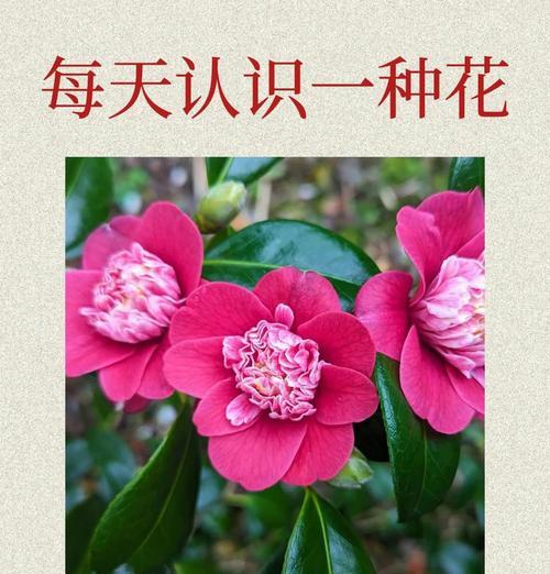 临终前送花有何特殊含义？奶奶喜欢的花语代表了什么？