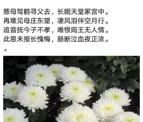 临终前送花有何特殊含义？奶奶喜欢的花语代表了什么？