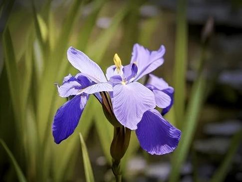哪种花的花语代表渴望被爱？渴望被爱的花语有哪些？
