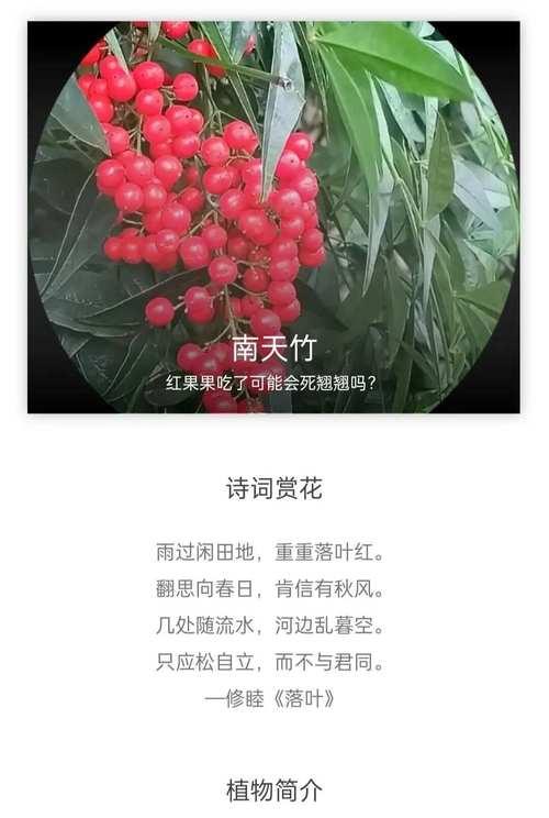过年时吉祥花语有哪些？它们各自代表什么？