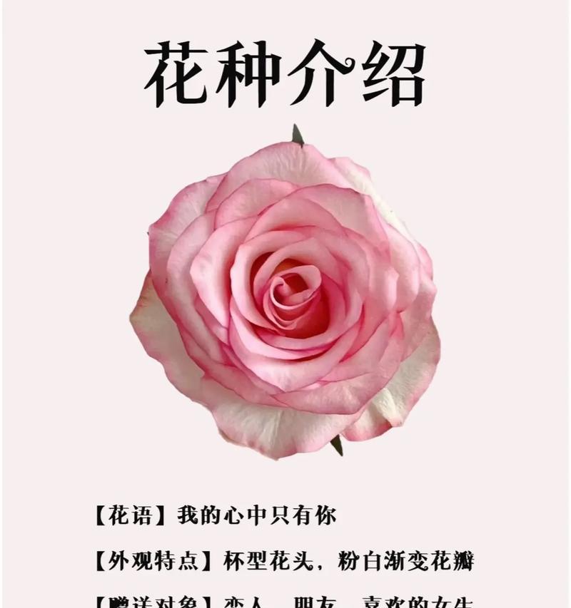 送最爱的玫瑰花代表了什么意义？