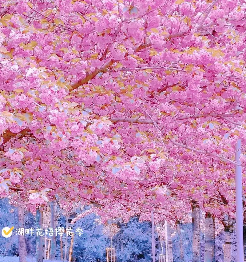 湖畔的花语通常代表什么？