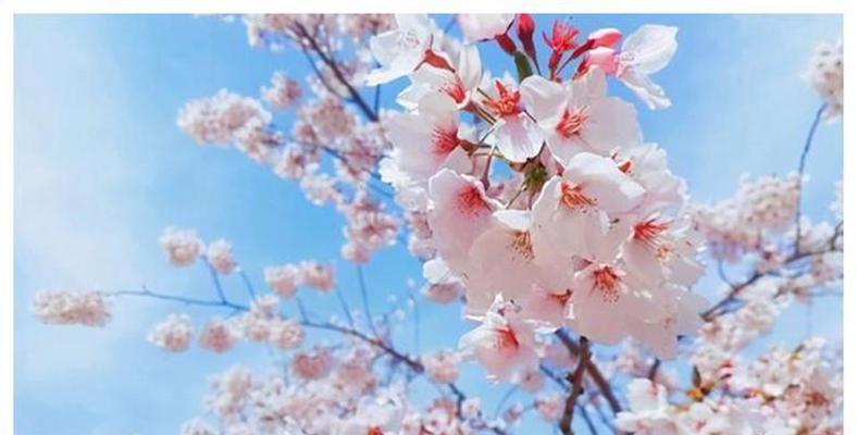 湖畔的花语通常代表什么？