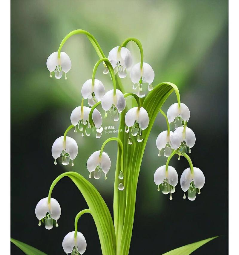 水仙铃兰花语是什么？这种花的寓意有哪些？