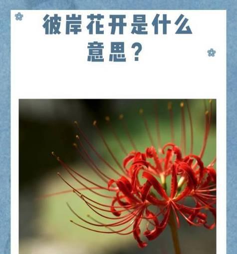 彼岸花的花语和寓意是什么？彼岸花代表什么含义？