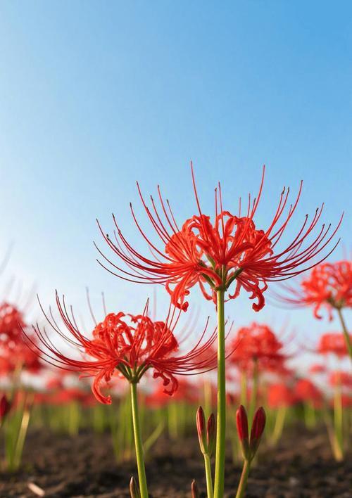 彼岸花的花语和寓意是什么？彼岸花代表什么含义？
