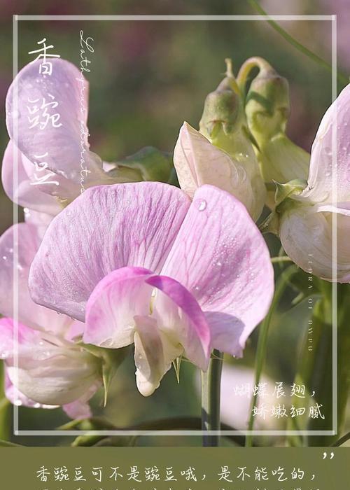 豌豆花语代表什么？笑你不懂背后隐藏的含义是什么？