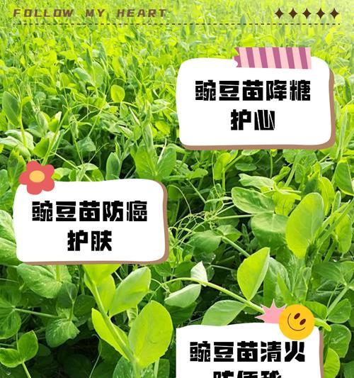 豌豆花语代表什么？笑你不懂背后隐藏的含义是什么？