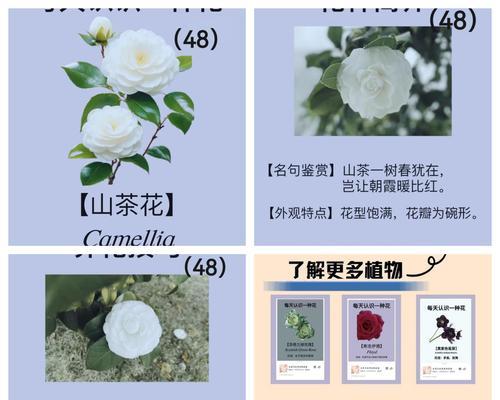 五个字的爱情花语代表什么？