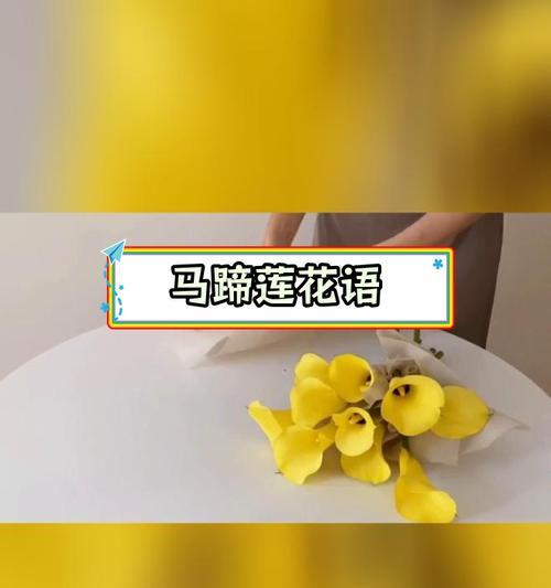 送给长辈时应该选择哪种花语？如何表达对长辈的敬意和爱？