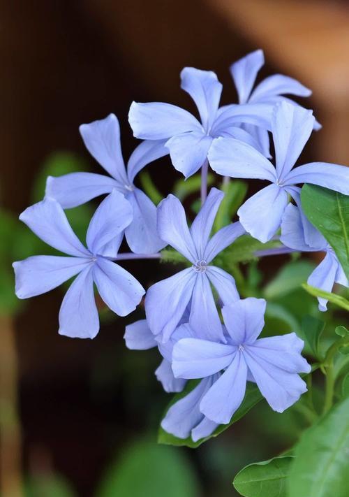 淡蓝色茉莉花的花语有何不同？它传递了哪些情感？