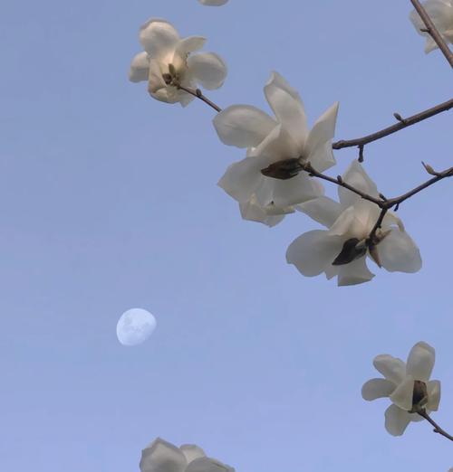 淡蓝色茉莉花的花语有何不同？它传递了哪些情感？