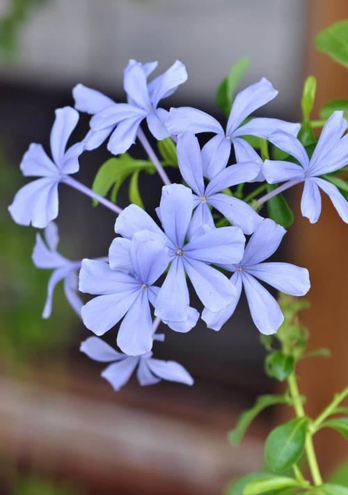 淡蓝色茉莉花的花语有何不同？它传递了哪些情感？