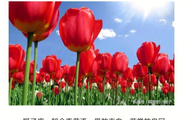 七夕节脱单的花语是什么？它传递了怎样的祝福？
