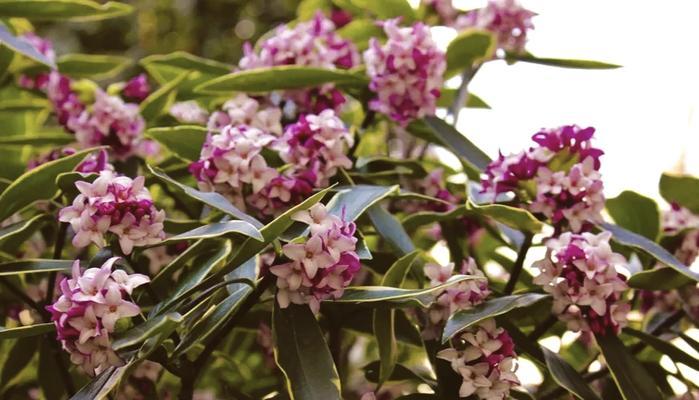 瑞香花的守护花花语代表什么？
