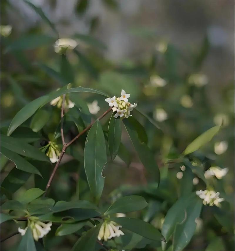 瑞香花的守护花花语代表什么？