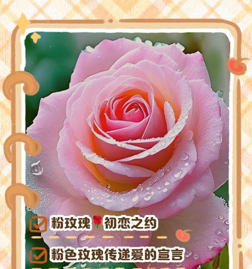 玫瑰花的数量代表什么意义？不同数量的玫瑰花各自有何花语？