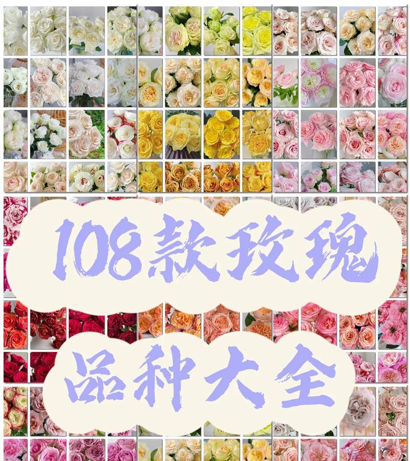 玫瑰花的数量代表什么意义？不同数量的玫瑰花各自有何花语？