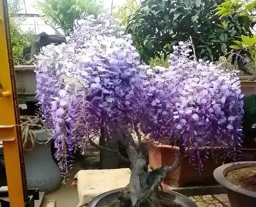 紫藤萝的花语有何深意？