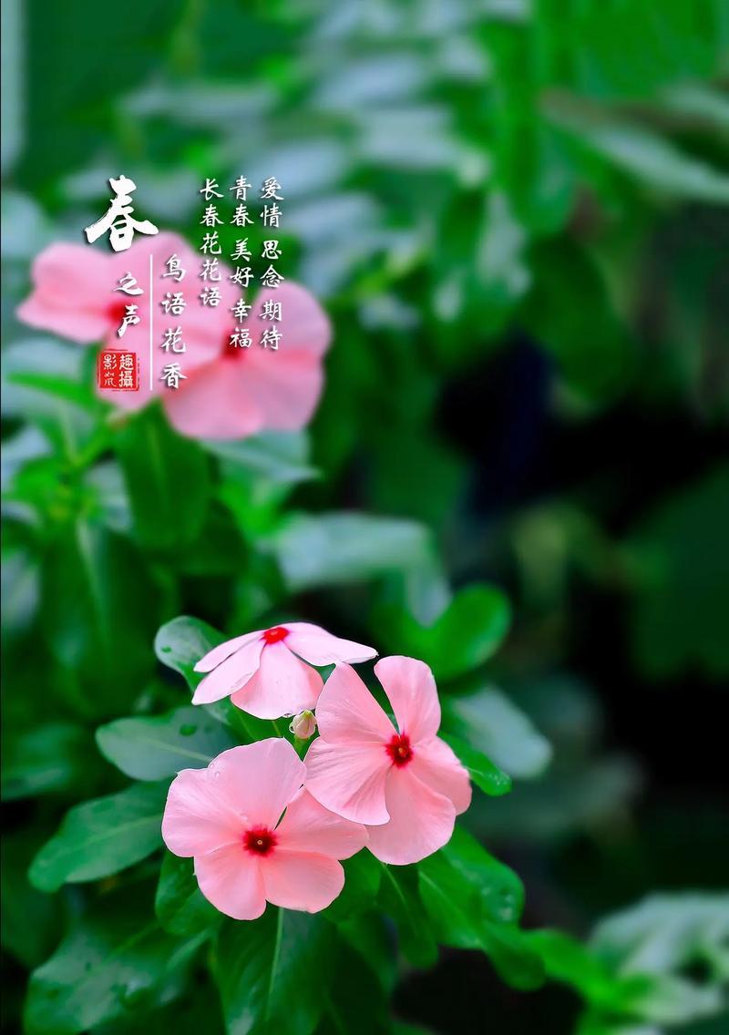 哪种花代表着等待爱情的花语？