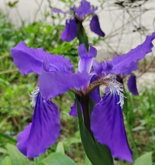 哪种花代表着等待爱情的花语？