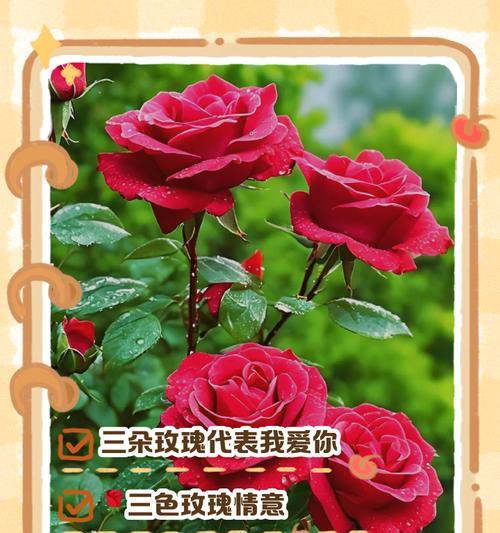 女生穿小裙子送玫瑰花有何寓意？