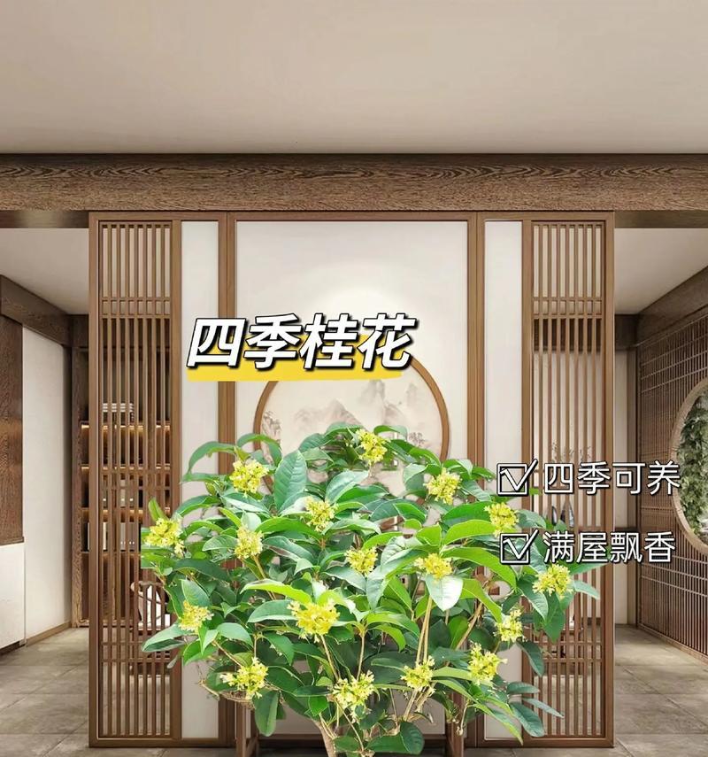 月桂卉象征着哪些美好寓意？