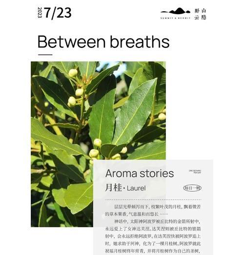 月桂卉象征着哪些美好寓意？