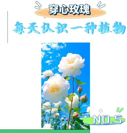 玫瑰花的寓意与象征是什么？如何选择玫瑰表达爱意？
