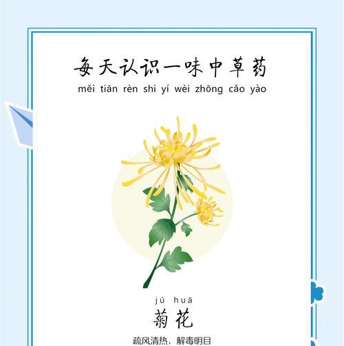 混合菊花的花语和寓意有何独特之处？