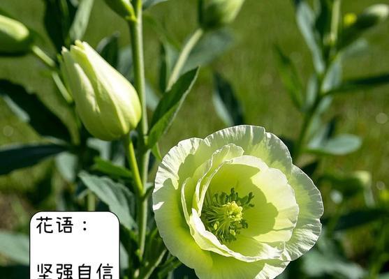 桔梗花的花语有哪些？不同花色的桔梗代表什么意义？