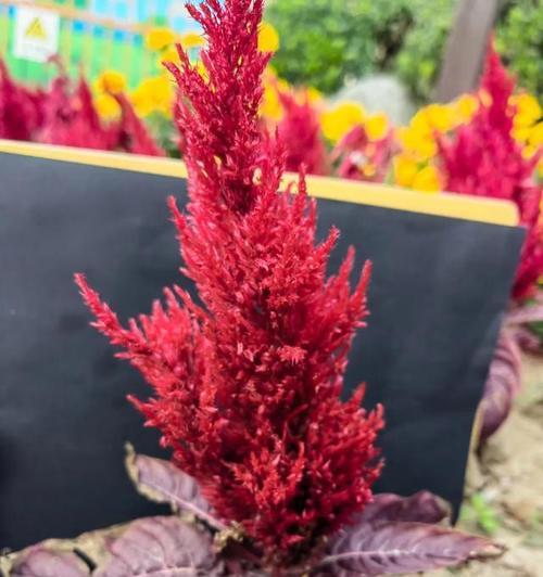 凤尾菜的花语是什么意思？凤尾菜象征着什么？