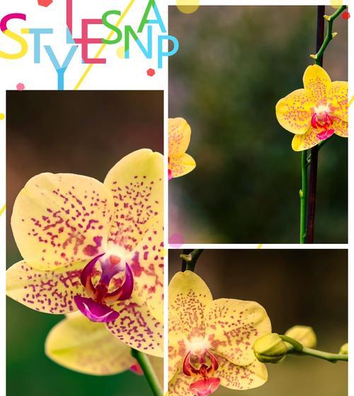 天香兰的花语是什么意思？它在花语中象征着什么？