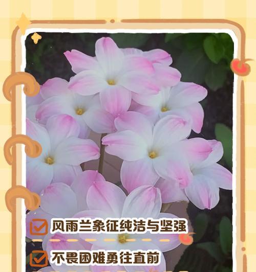天香兰的花语是什么意思？它在花语中象征着什么？