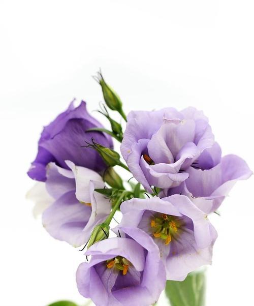 红荷根的花语有何深意？它在花语中象征着什么？