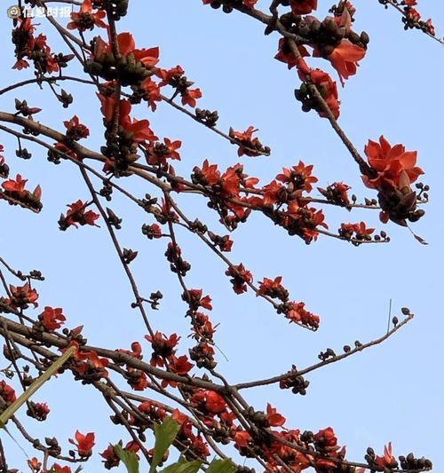 红荷根的花语有何深意？它在花语中象征着什么？
