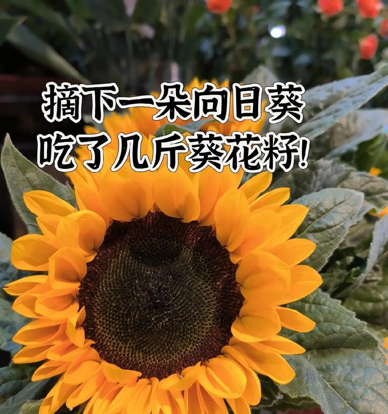 花语真的没有味道吗？这代表了什么含义？