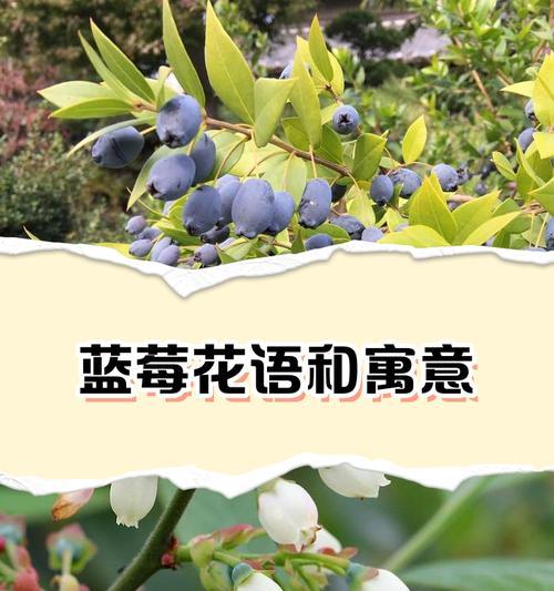 花语真的没有味道吗？这代表了什么含义？