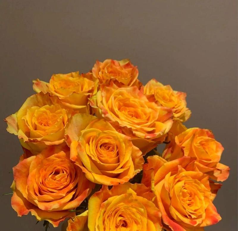 橙色玫瑰花在花瓶中的花语是什么？