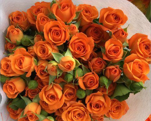 橙色玫瑰花在花瓶中的花语是什么？