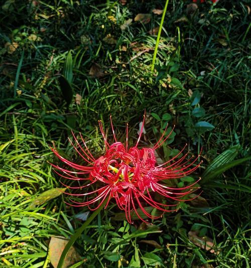 用什么花语来表示悲伤？哪种花代表哀悼和思念？