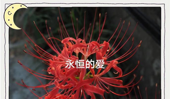 爱情与财富结合的花语有何深意？