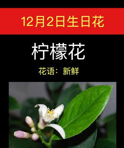 每日出生日期对应的花语是什么？它如何影响个人运势？