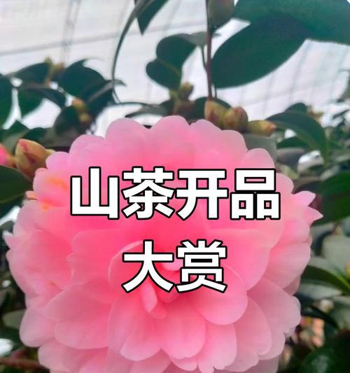 哪种花象征遗憾和悲伤？