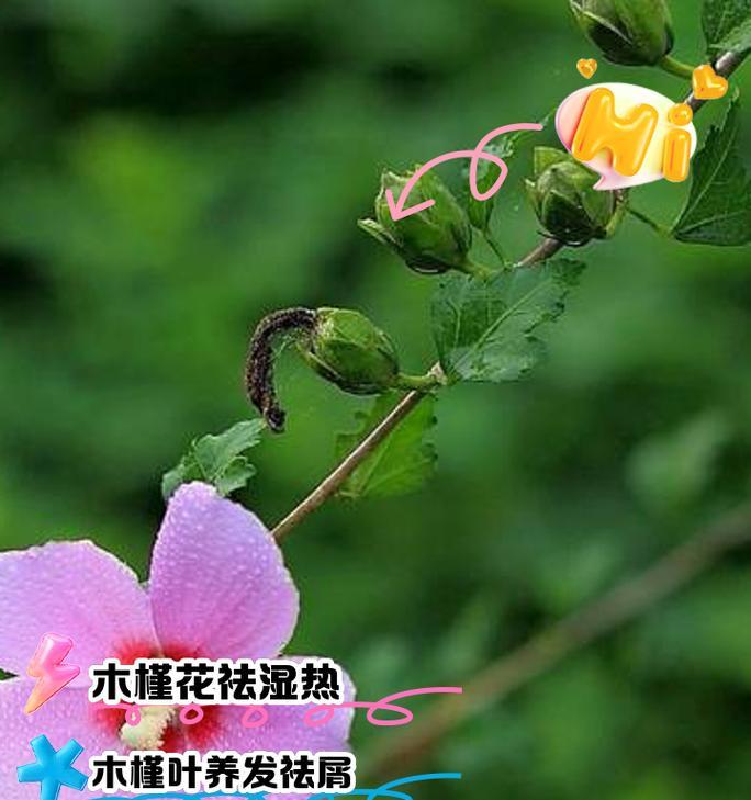 木槿花花语是什么？它有什么特别的寓意吗？