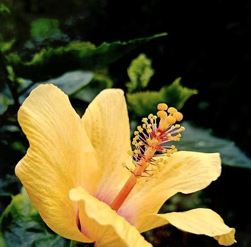 哪种花代表背叛？花语中背叛的含义是什么？